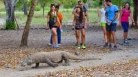 komodo