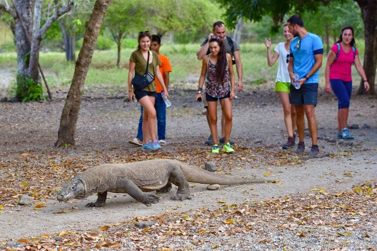 komodo