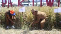 Penjabat Bupati Kupang Alexon Lumba menghadiri sekaligus melakukan panen padi secara simbolis, dalam acara Panen Raya Padi Pak Tiwi 2, berlokasi di Kebun Contoh Roda Tani Naibonat, Selasa (27/8/2024). Foto HO-Prokopim Setda Kabupaten Kupang