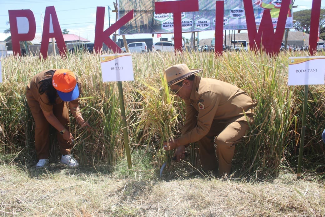 Penjabat Bupati Kupang Alexon Lumba menghadiri sekaligus melakukan panen padi secara simbolis, dalam acara Panen Raya Padi Pak Tiwi 2, berlokasi di Kebun Contoh Roda Tani Naibonat, Selasa (27/8/2024). Foto HO-Prokopim Setda Kabupaten Kupang