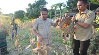 PANEN JAGUNG KETERANGAN FOTO/PROKOPIM KABUPATEN KUPANG - Bupati Kupang Yosef Lede menghadiri kegiatan panen jagung dalam rangka mendukung swasembada pangan berkelanjutan menuju Kabupaten Kupang Emas di Teres, Kelurahan Buraen, Kecamatan Amarasi Selatan, Kamis (27/03/2026).