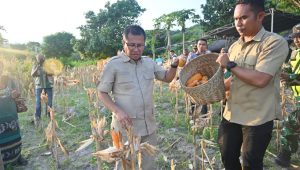 KETERANGAN FOTO/PROKOPIM KABUPATEN KUPANG - Bupati Kupang Yosef Lede menghadiri kegiatan panen jagung dalam rangka mendukung swasembada pangan berkelanjutan menuju Kabupaten Kupang Emas di Teres, Kelurahan Buraen, Kecamatan Amarasi Selatan, Kamis (27/03/2026).