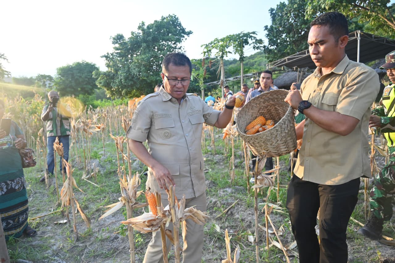PANEN JAGUNG KETERANGAN FOTO/PROKOPIM KABUPATEN KUPANG - Bupati Kupang Yosef Lede menghadiri kegiatan panen jagung dalam rangka mendukung swasembada pangan berkelanjutan menuju Kabupaten Kupang Emas di Teres, Kelurahan Buraen, Kecamatan Amarasi Selatan, Kamis (27/03/2026).