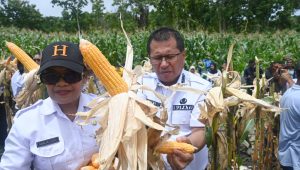 KETERANGAN FOTO/HO PROKOPIM SETDA KABUPATEN KUPANG - Bupati Kupang, Yosef Lede melakukan panen perdana jagung di lahan milik Pemerintah Desa Silu seluas 5 Hektar, yang dikelola oleh karang taruna setempat dengan hasil panen mencapai 40 ton, Rabu.