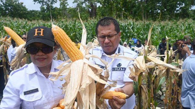 KETERANGAN FOTO/HO PROKOPIM SETDA KABUPATEN KUPANG - Bupati Kupang, Yosef Lede melakukan panen perdana jagung di lahan milik Pemerintah Desa Silu seluas 5 Hektar, yang dikelola oleh karang taruna setempat dengan hasil panen mencapai 40 ton, Rabu.