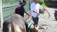 Bupati Kupang Yosef Lede Rabu , menyerahkan bantuan hewan kurban berupa sapi untuk tiga masjid di Kabupaten Kupang, yakni Masjid Al Falah Manikin, Masjid Nurul Jadid Babau dan Masjid Muhajirin Oesao.