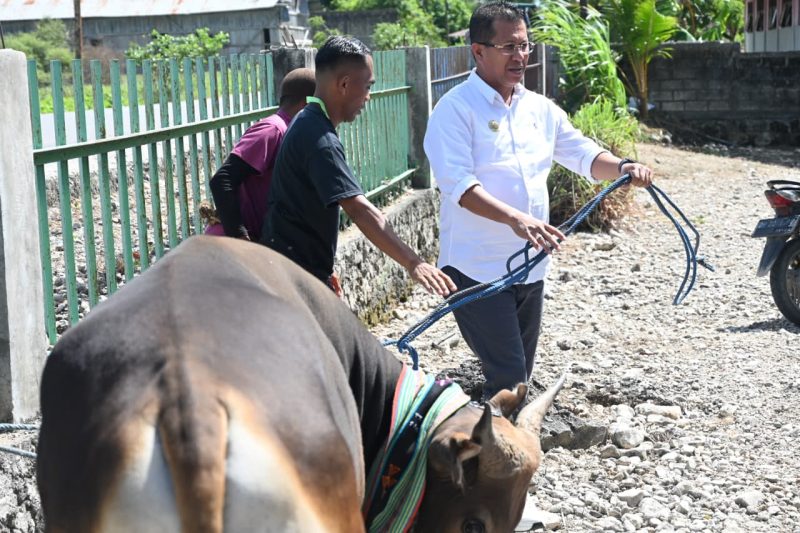 hewa kurban 1 Bupati Kupang Yosef Lede Rabu , menyerahkan bantuan hewan kurban berupa sapi untuk tiga masjid di Kabupaten Kupang, yakni Masjid Al Falah Manikin, Masjid Nurul Jadid Babau dan Masjid Muhajirin Oesao.